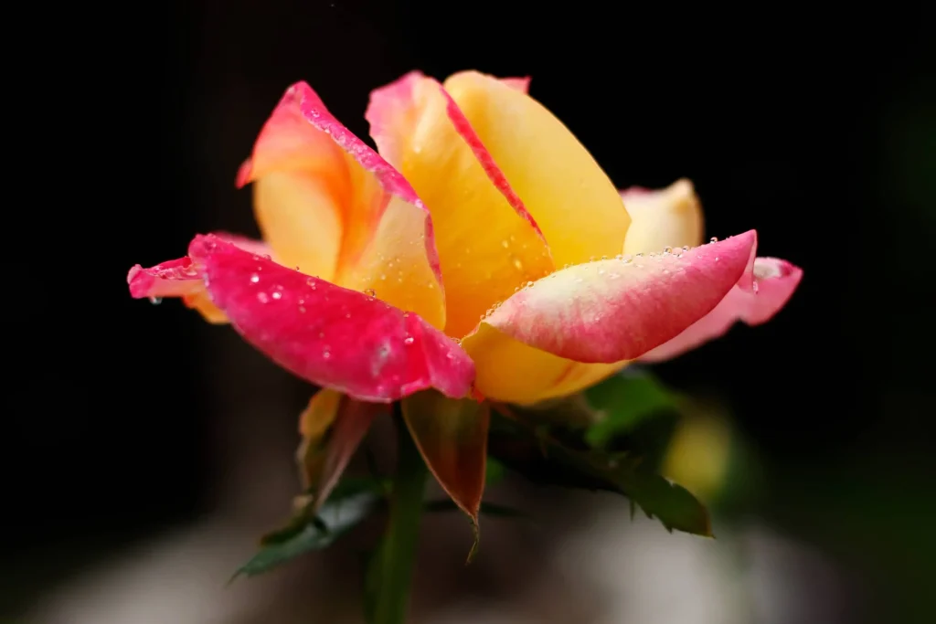 fotografia rosa jardineria gardens i decoració floral