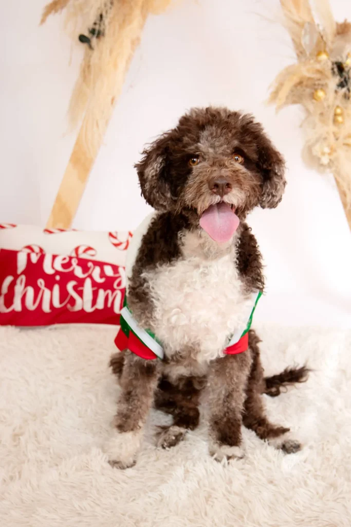 fotos navidad mascotas bages