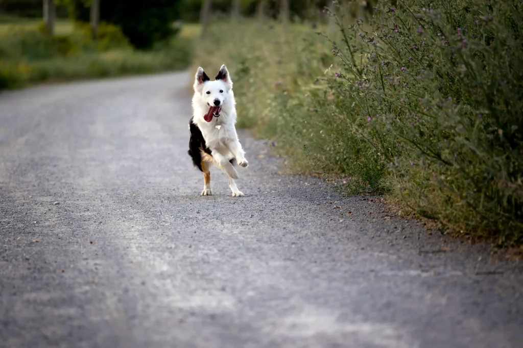 Border Collie durante una sesión fotográfica familiar en un entorno natural del Bages.