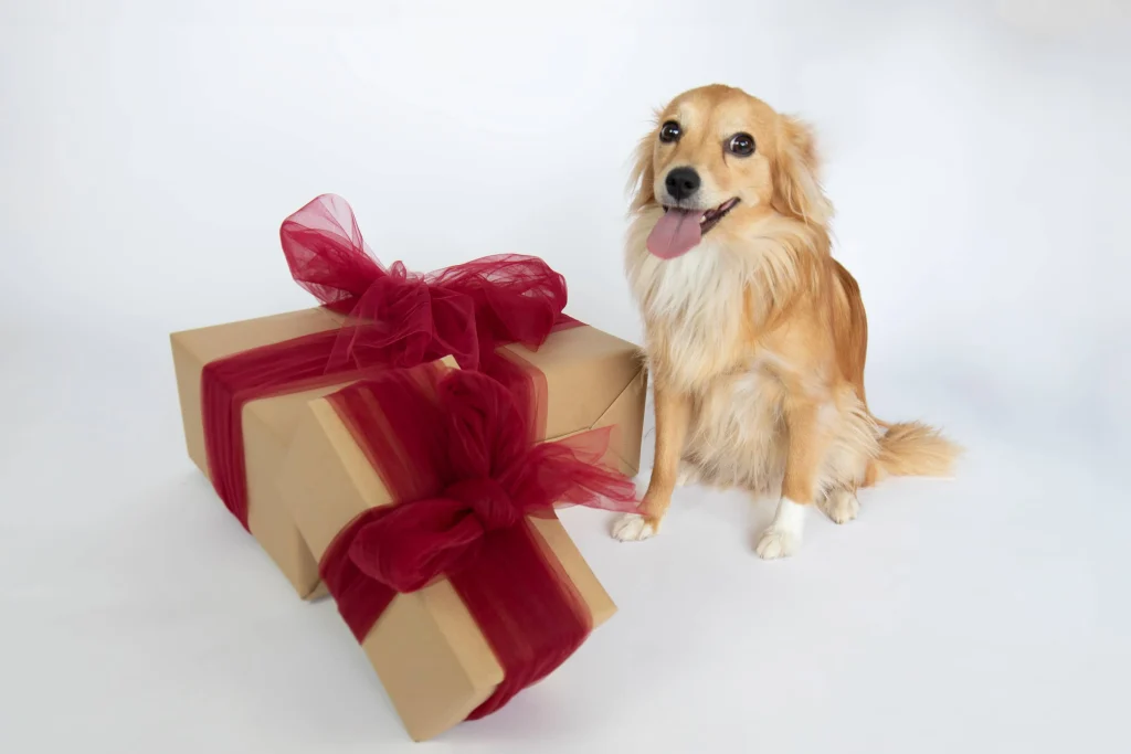 Fotografía de mascotas en Navidad en Manresa con decoración navideña